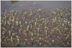 Limnophila indica